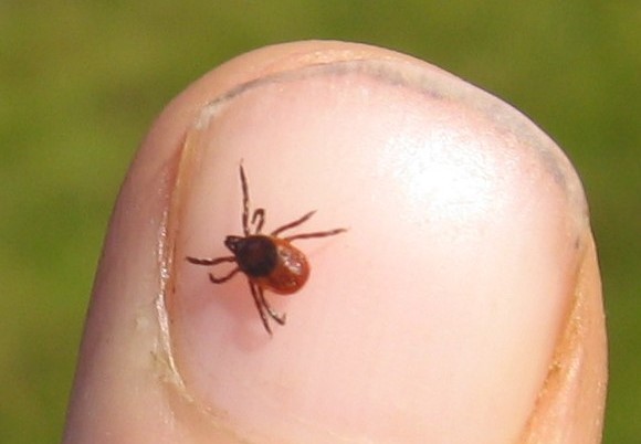 Everything You Always Wanted to Know about Ticks and Lyme Disease