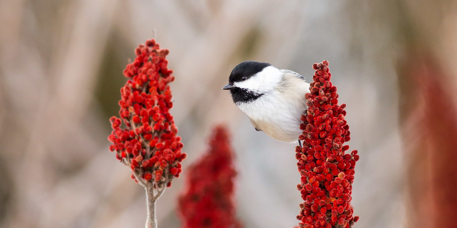 20170113_carter_rd_00024-2