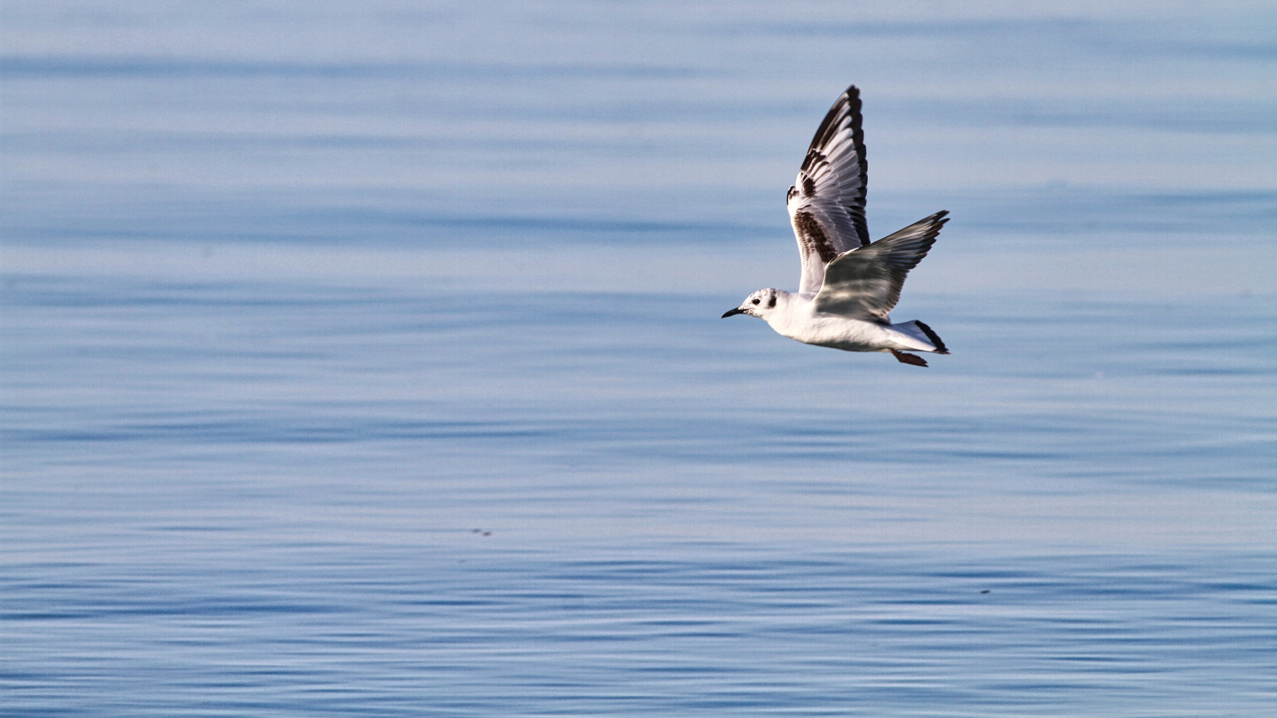 Nature Guelph’s Winter Gull Trip to Niagara