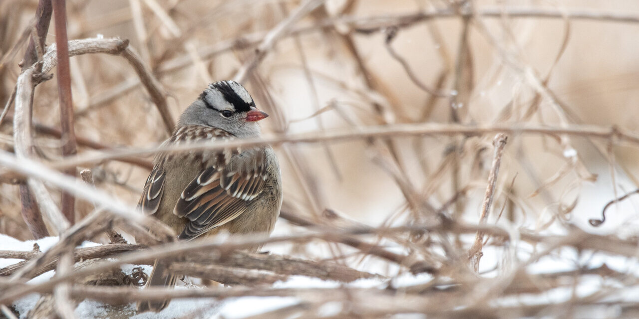 White-crowned Sparrow Guelph CBC