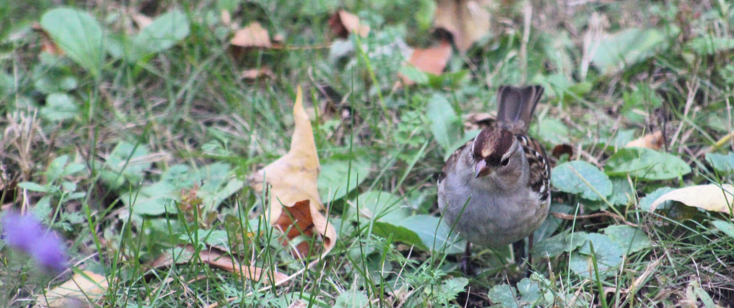 Fall Bird Walk at Preservation Park