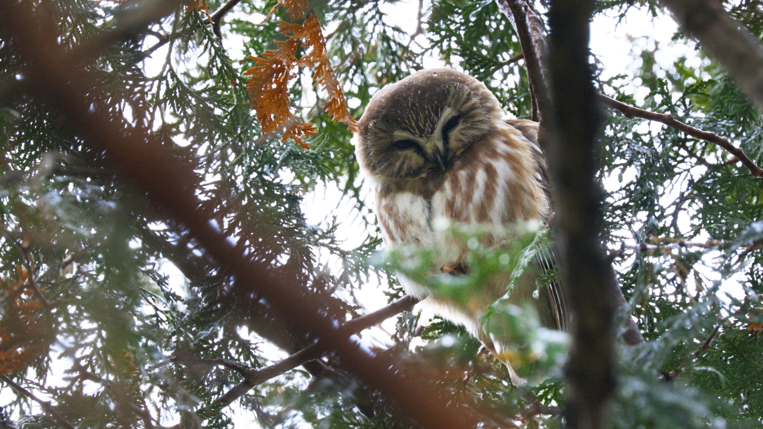 (FULL) In Search of Owls on Amherst Island