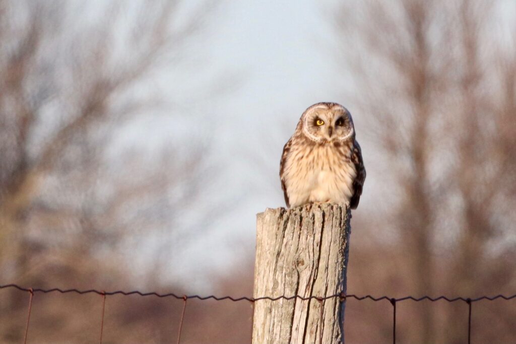A highlight of the trip was watching the numerous Short-eared Owls swooping across the farm fields in search of prey.  Fortunately this one took a few moments to pose nicely on a fence post in the late afternoon sun.  (Photo: Patty Quackenbush)
