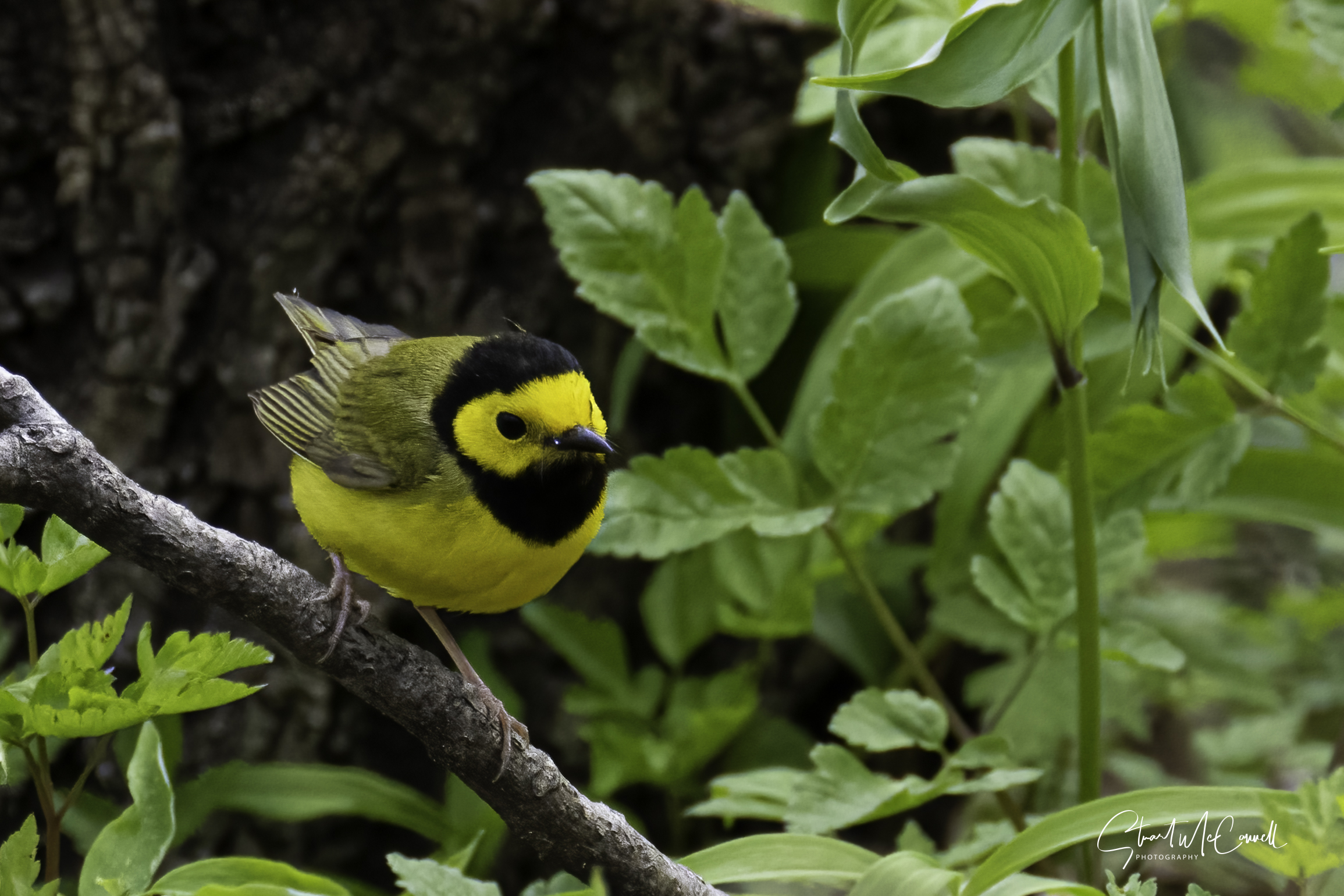 Birding Photography - Outdoor Workshop