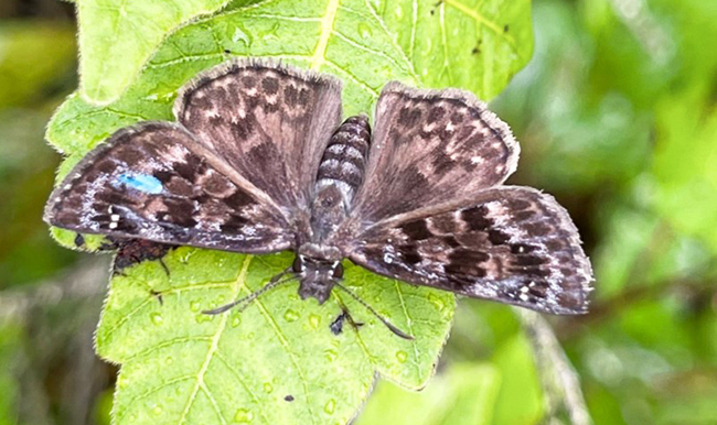 Butterflies on the Brink: Story of the Mottled Duskywing