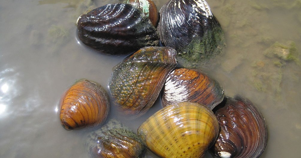 Mussel Magic: Nature’s Tiny Water Purifiers