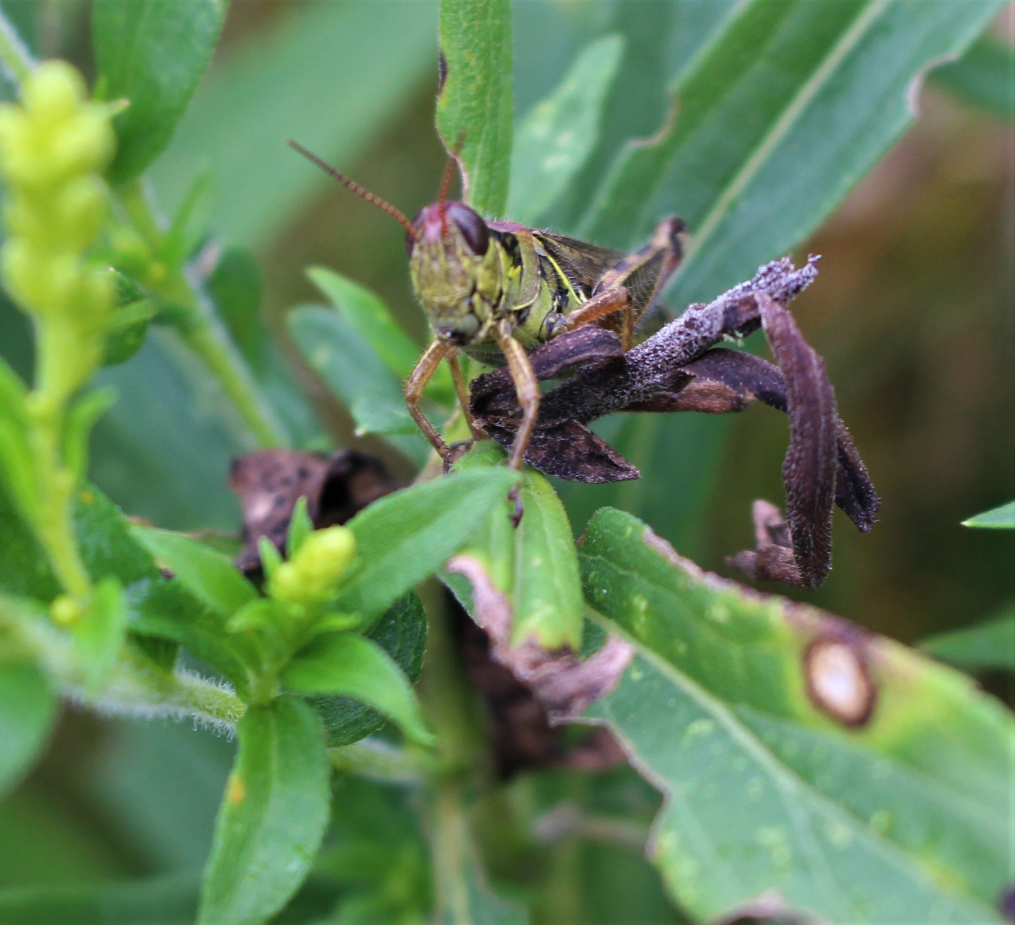 Habitat-Based Influences on Farm Arthropods