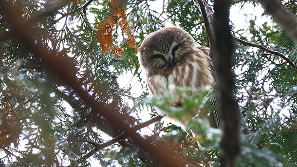 An Introduction to the Owls of Southern Ontario