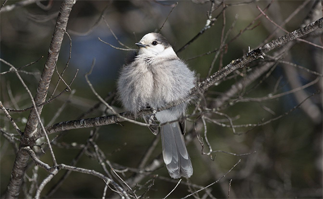 Sibling Rivalries, Rotting Food and the Magic of Trees: A 58-Year Study of Canada Jays in Algonquin Park