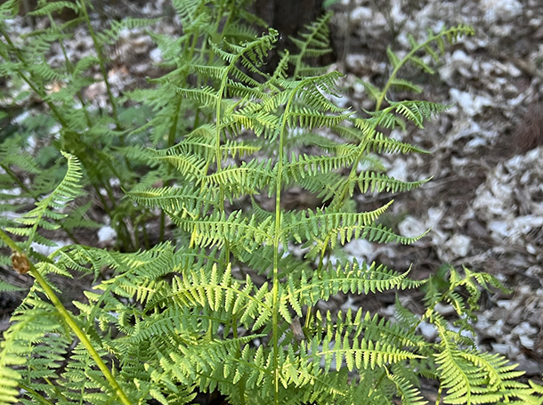 Ferns on the Saugeen Bruce Peninsula