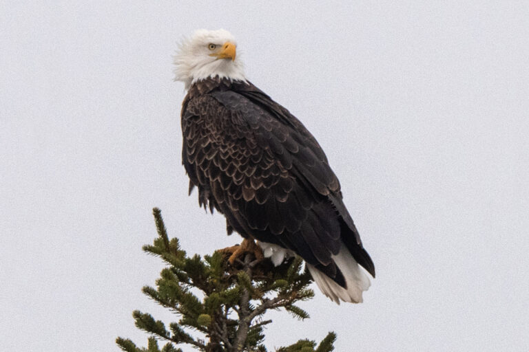 Bald Eagle__ Christmas BC Guelph Dec 15 2024_D854967 (2)