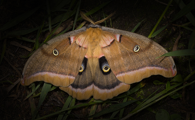 Stalking the Night Garden for Moths