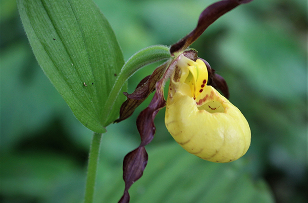 South Bruce Peninsula Orchid Trip