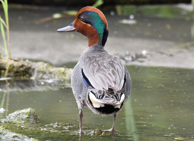 Waterfowl Identification: Dabblers, Divers, and More!