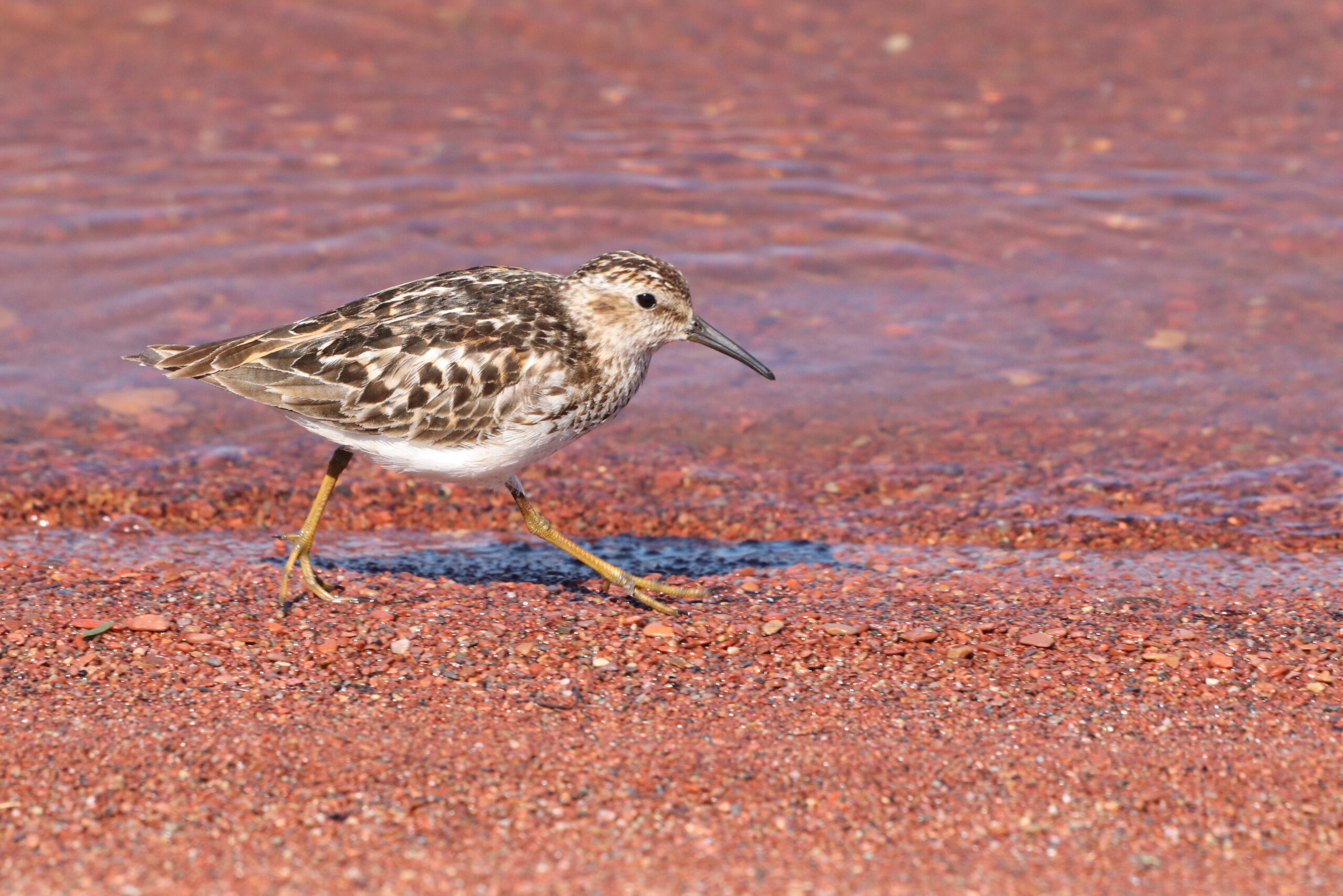 Field Trip: Fall Shorebird Ramble