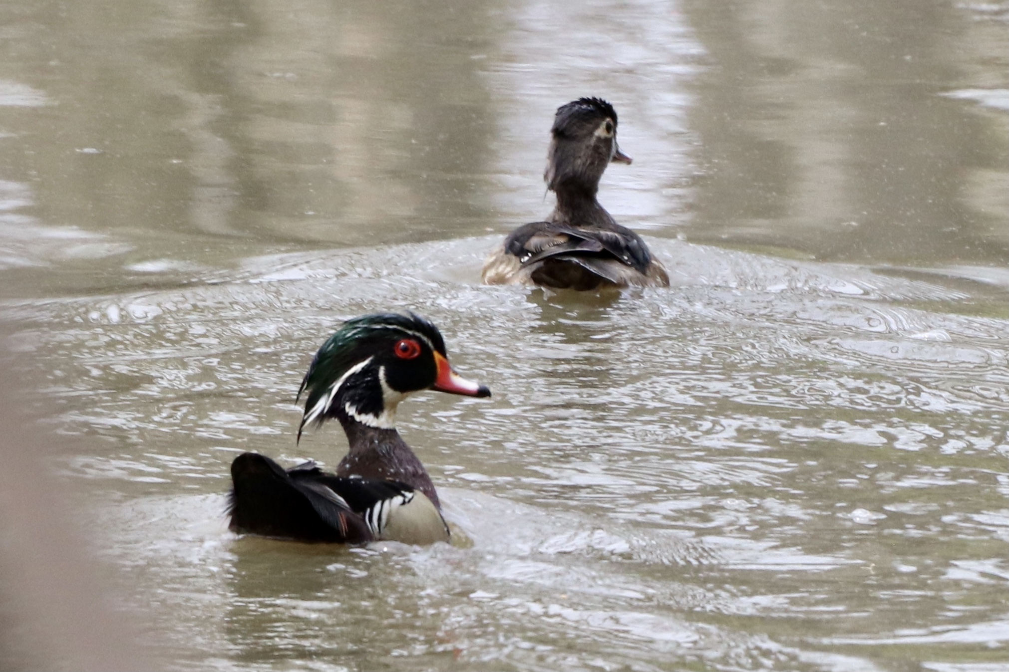 Field Trip: Duck, Duck, Goose (Waterfowl in Hamilton Day Trip)