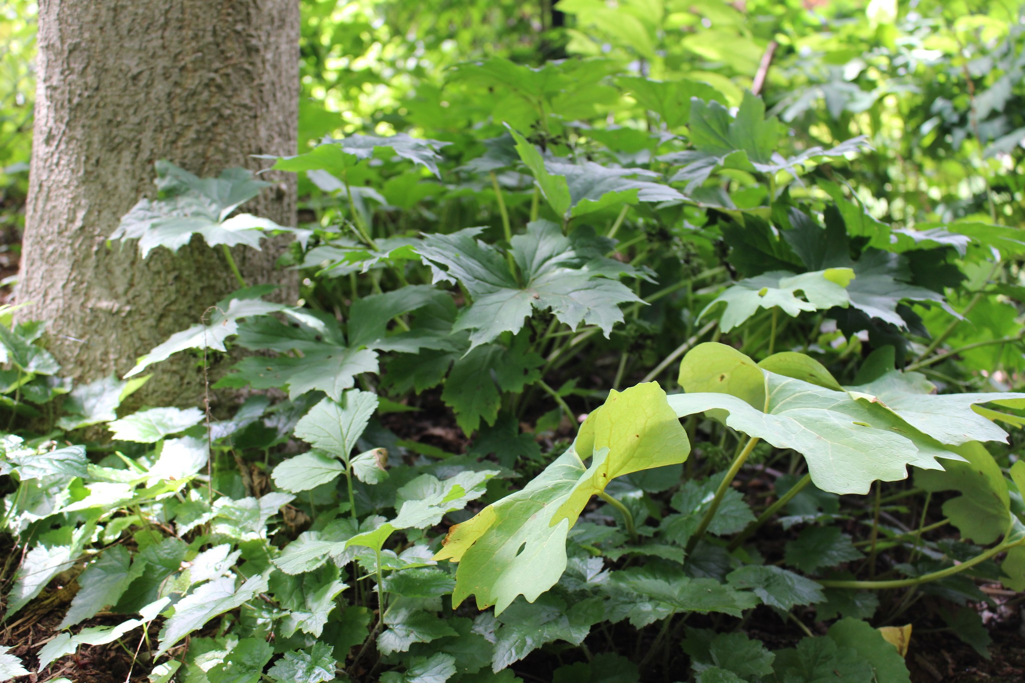 From Forests to Physiology: The Science of the Health Benefits of Nature Connection