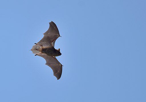 Using Plants to Attract Bats