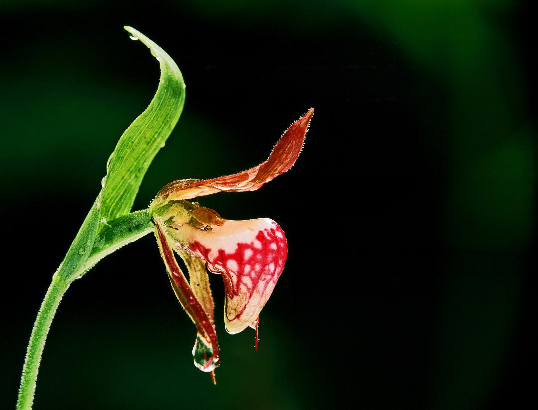 Searching for Bruce Grey Wild Orchids