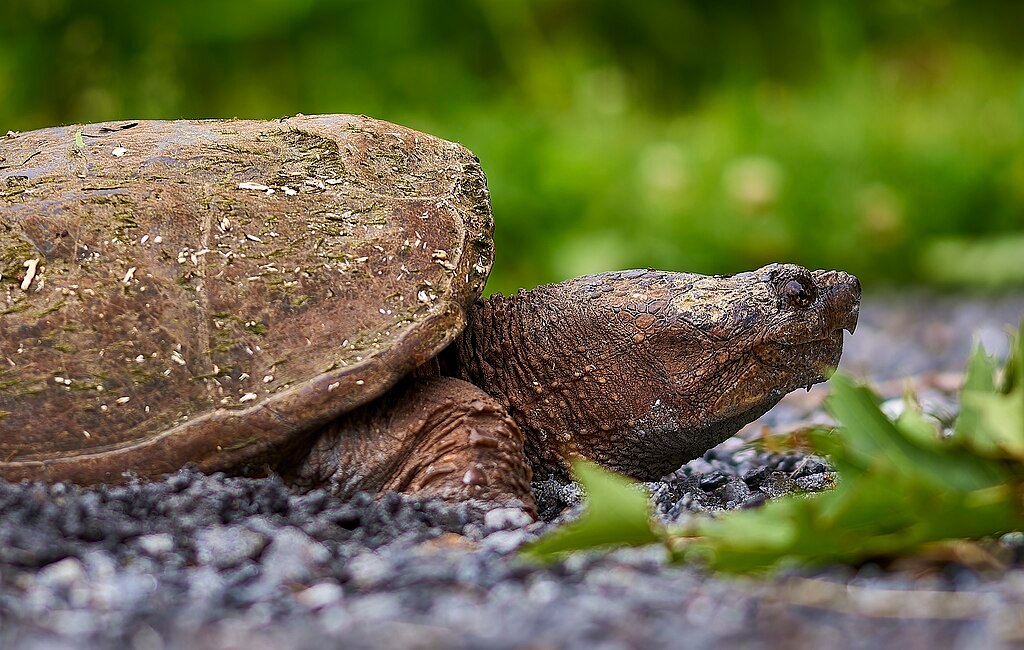 Reptile Conservation in an Era of Change