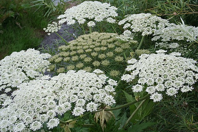 Giant Hogweed Invasion: It’s a Community Thing