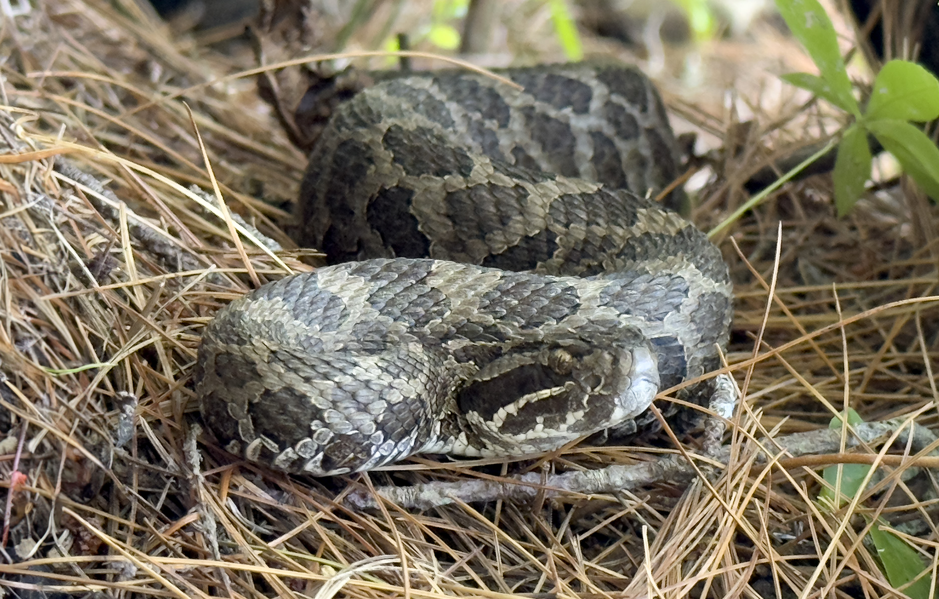 The Ontario Reptile and Amphibian Atlas: Results from 10 Years of Community Science
