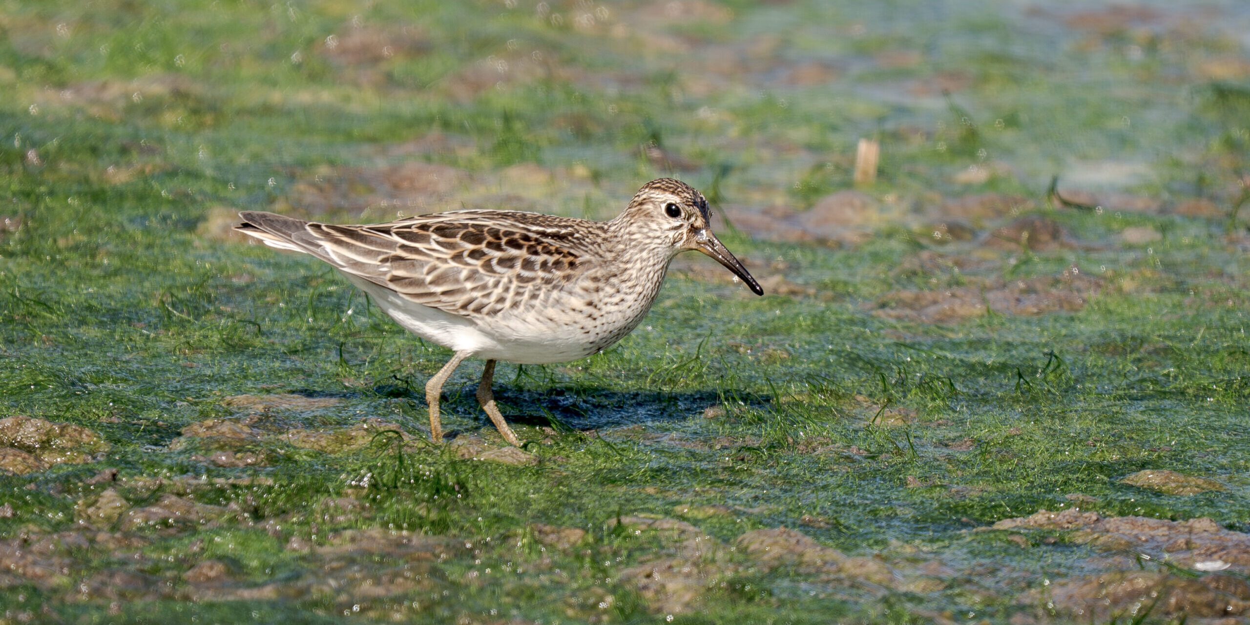 Pectoral Sandpiper
