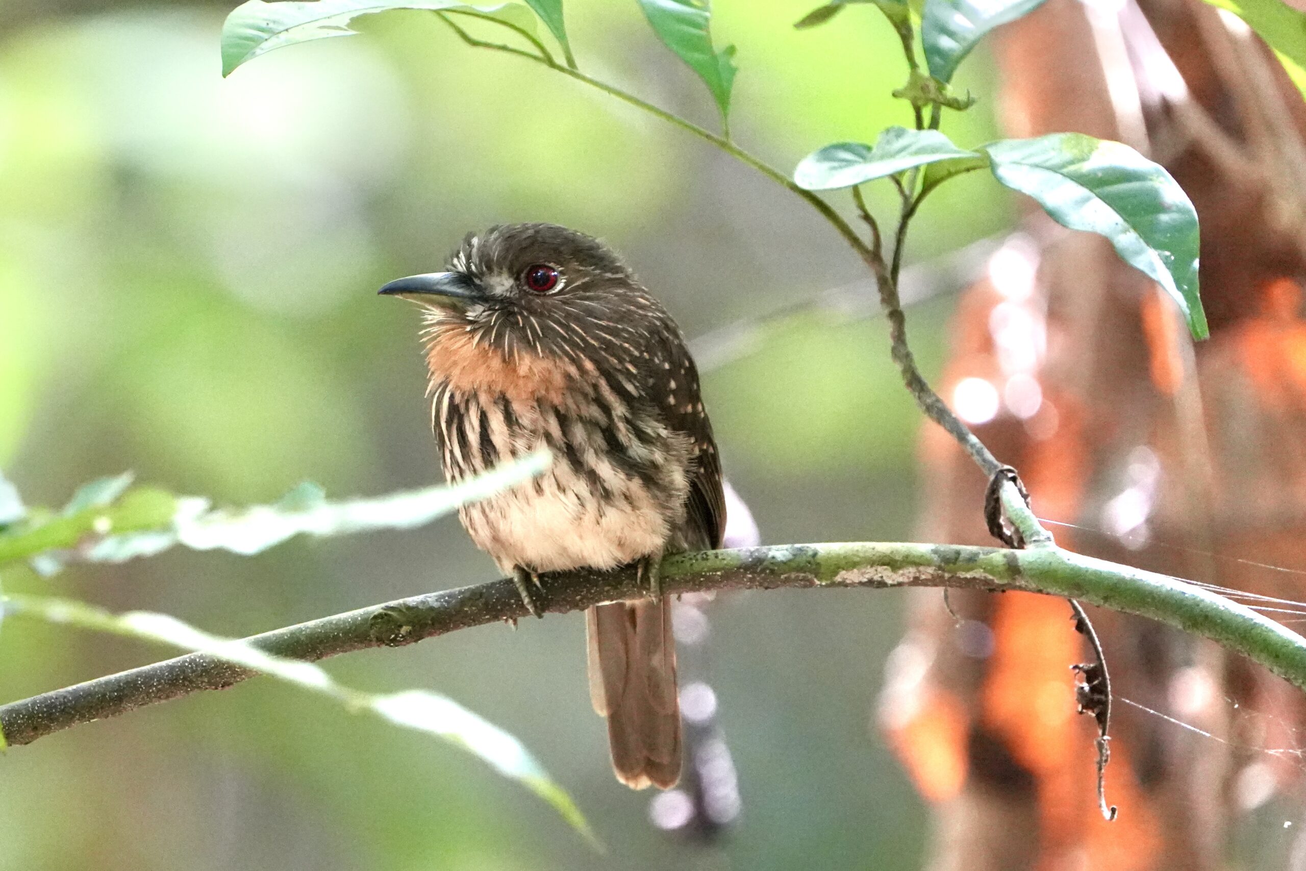 Members’ Night - Share your Bird Stories