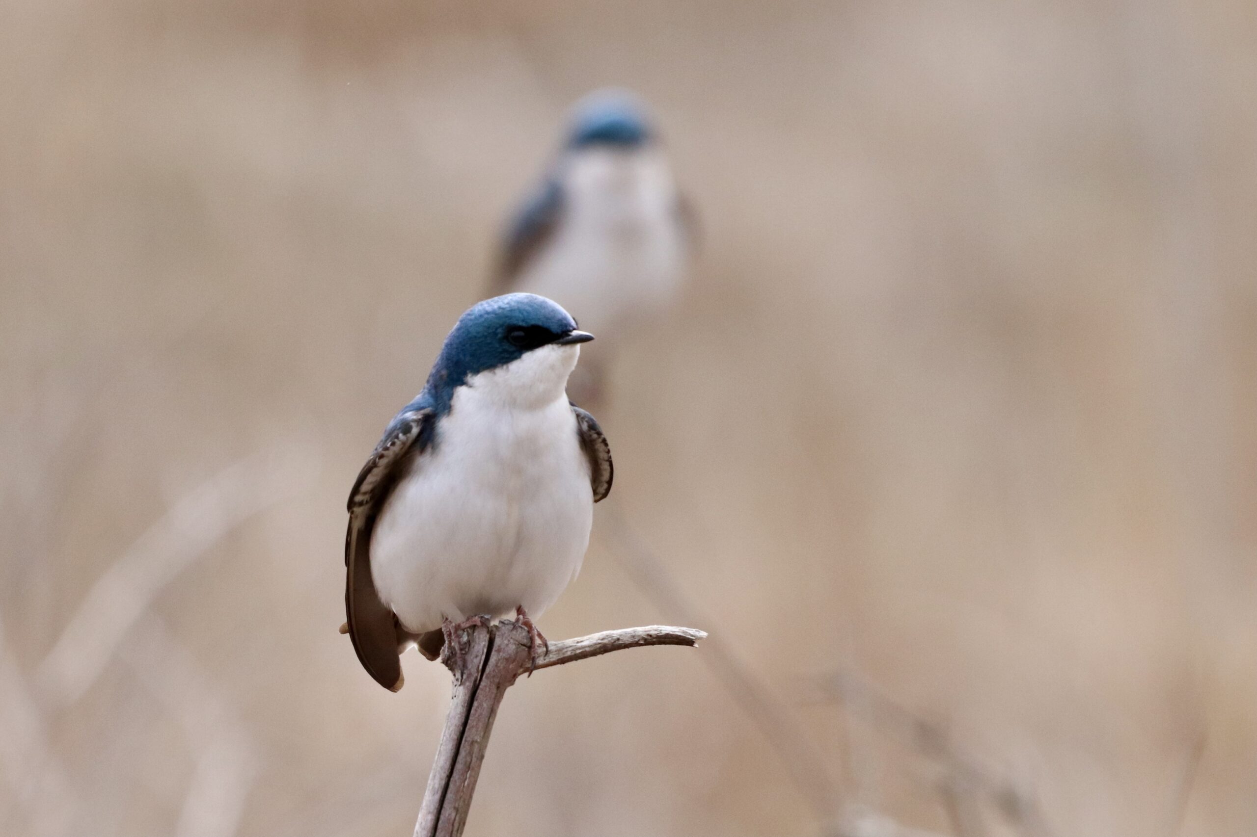 Field Trip: Early Spring Local Bird Walk