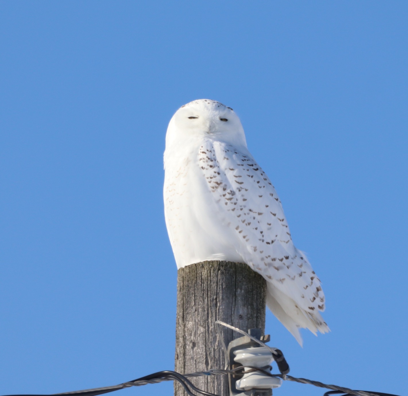 North Wellington Winter Birds - Self Driving Tour