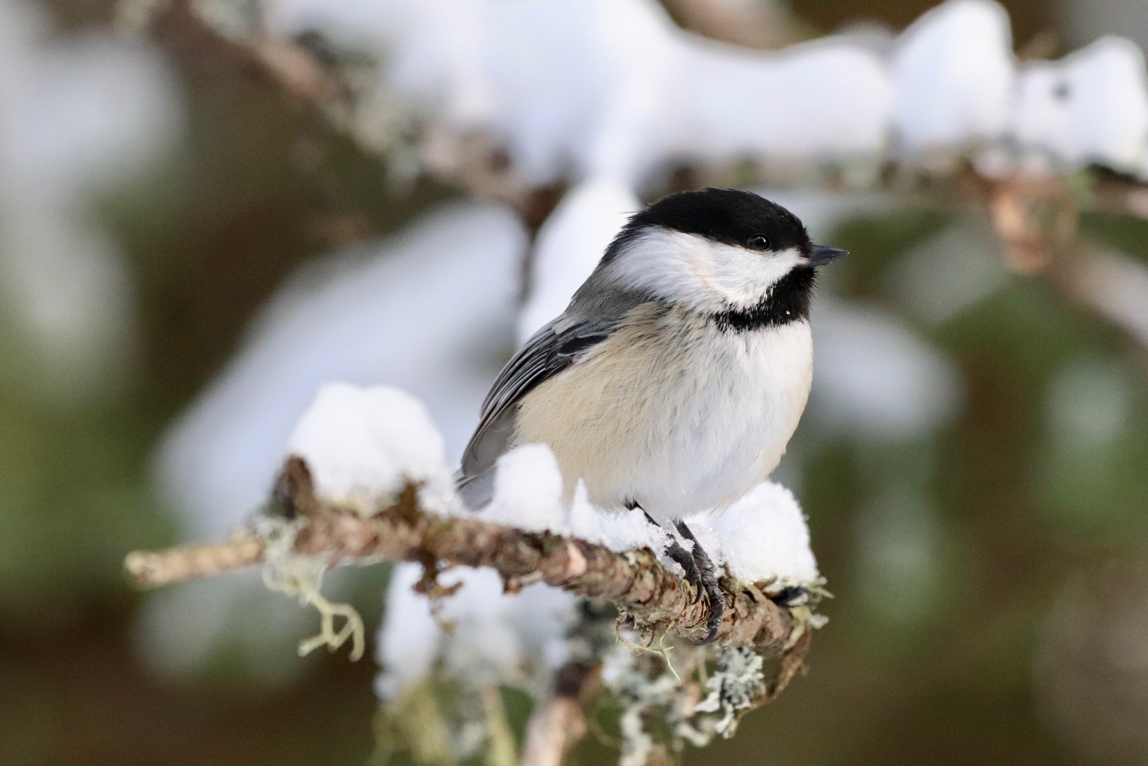 Results of Guelph's 2025 Christmas Bird Count – Nature Guelph