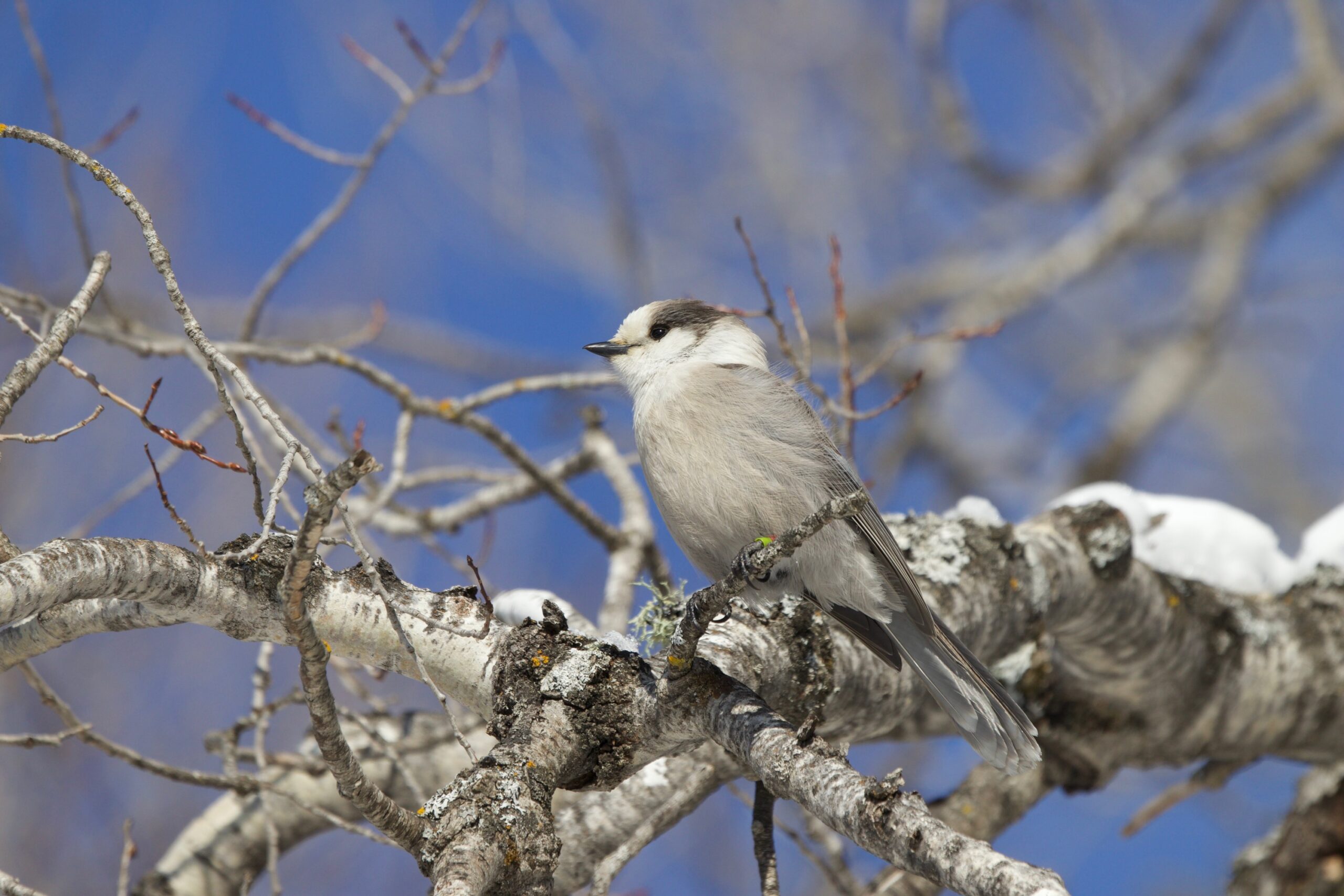Winter Birding in Algonquin Park