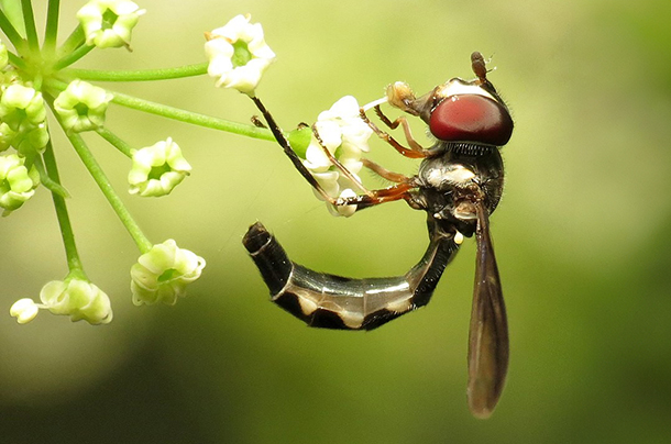 Helping Flower Flies Fluorish