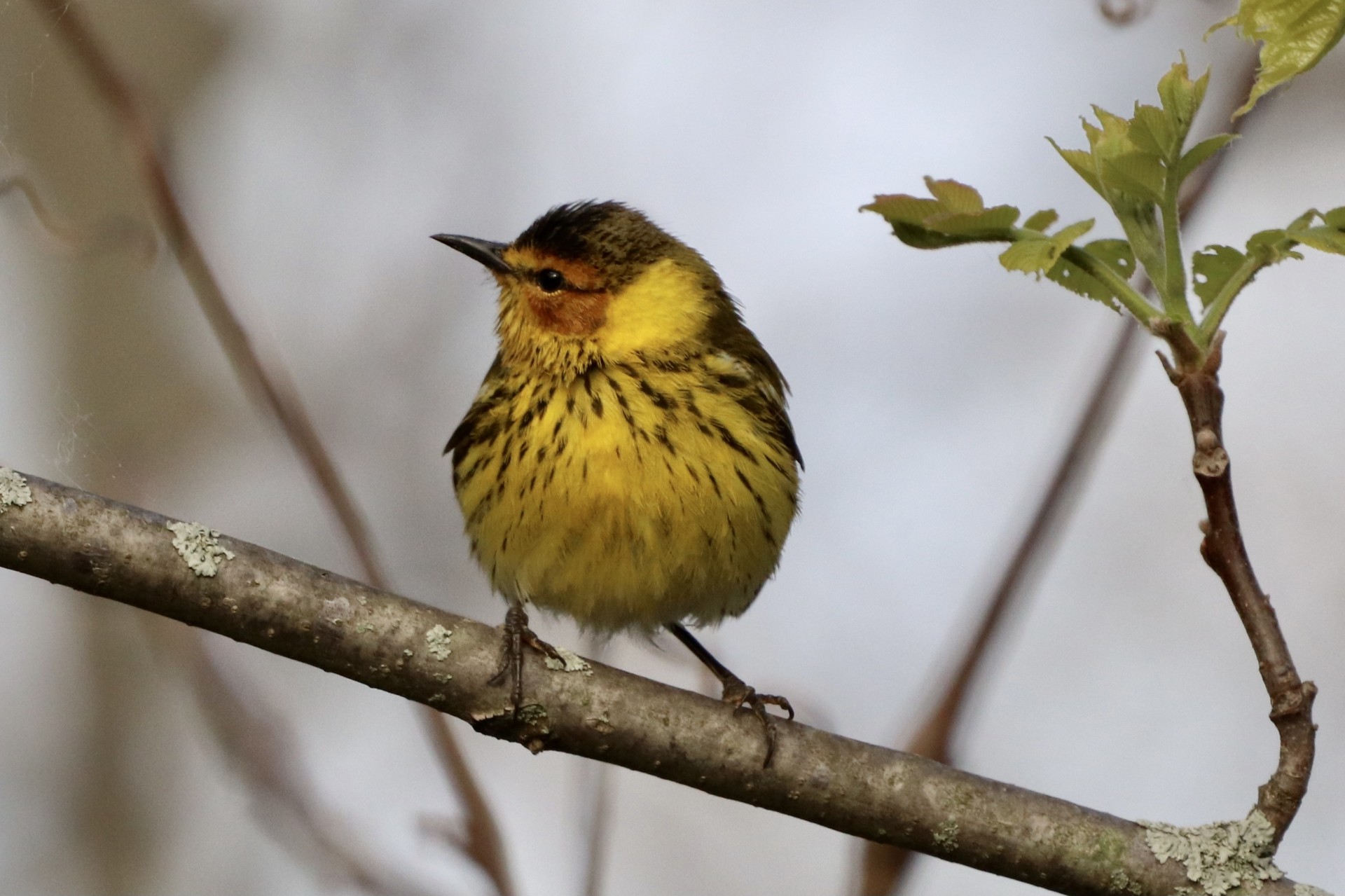 Early Morning Bird Walk 2026