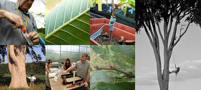 World Movie Premiere: Elm Recovery Project at The Arboretum