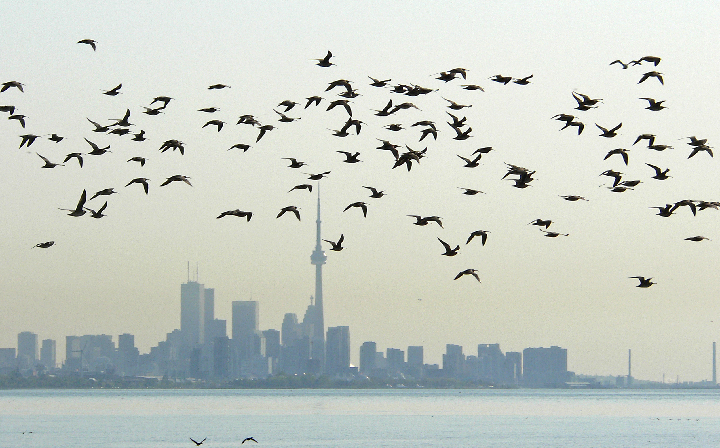 Toronto's Birds: Birding in the GTA