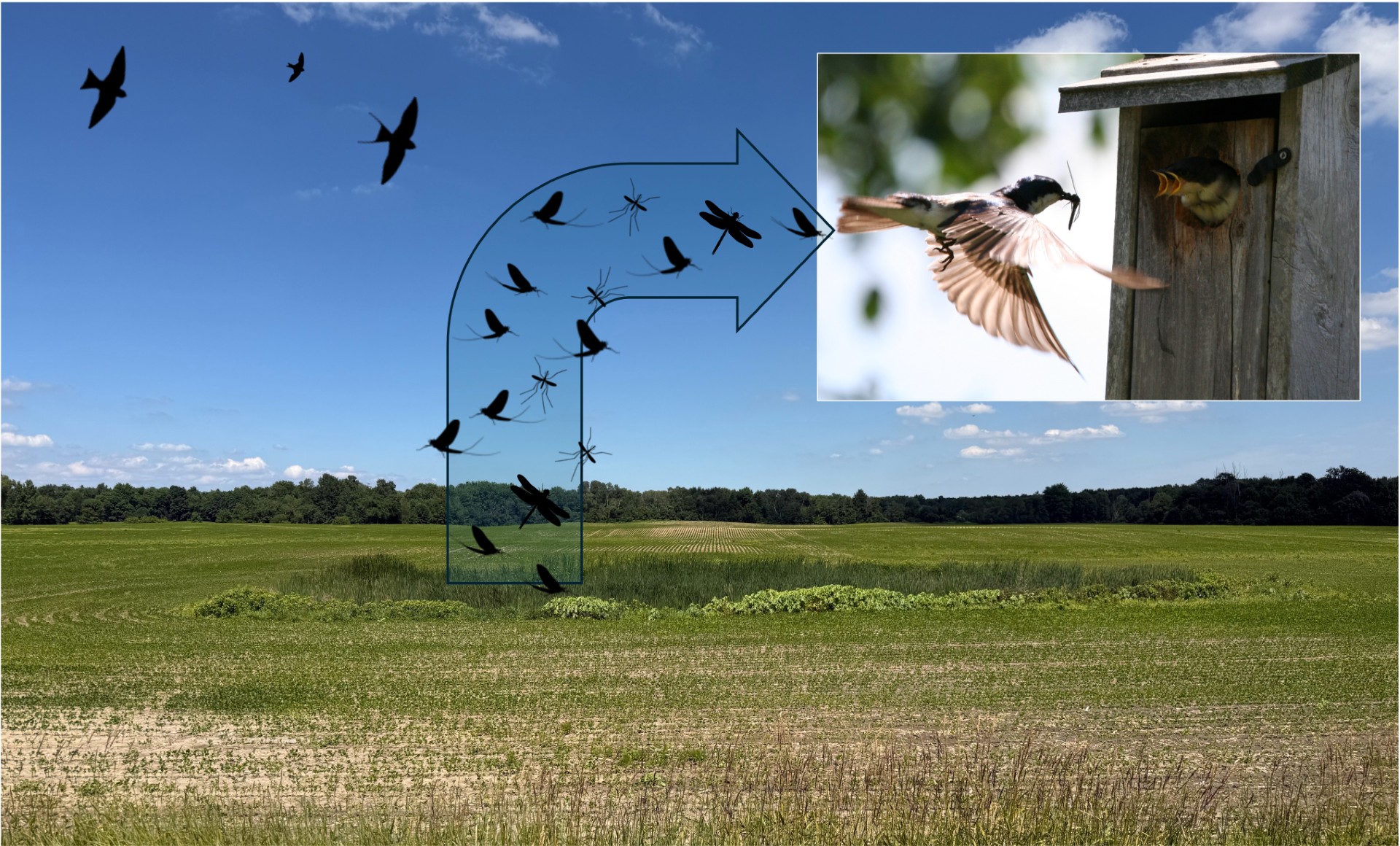 Conserving Aerial Insectivores in Agricultural Landscapes: Are Wetlands the Solution?