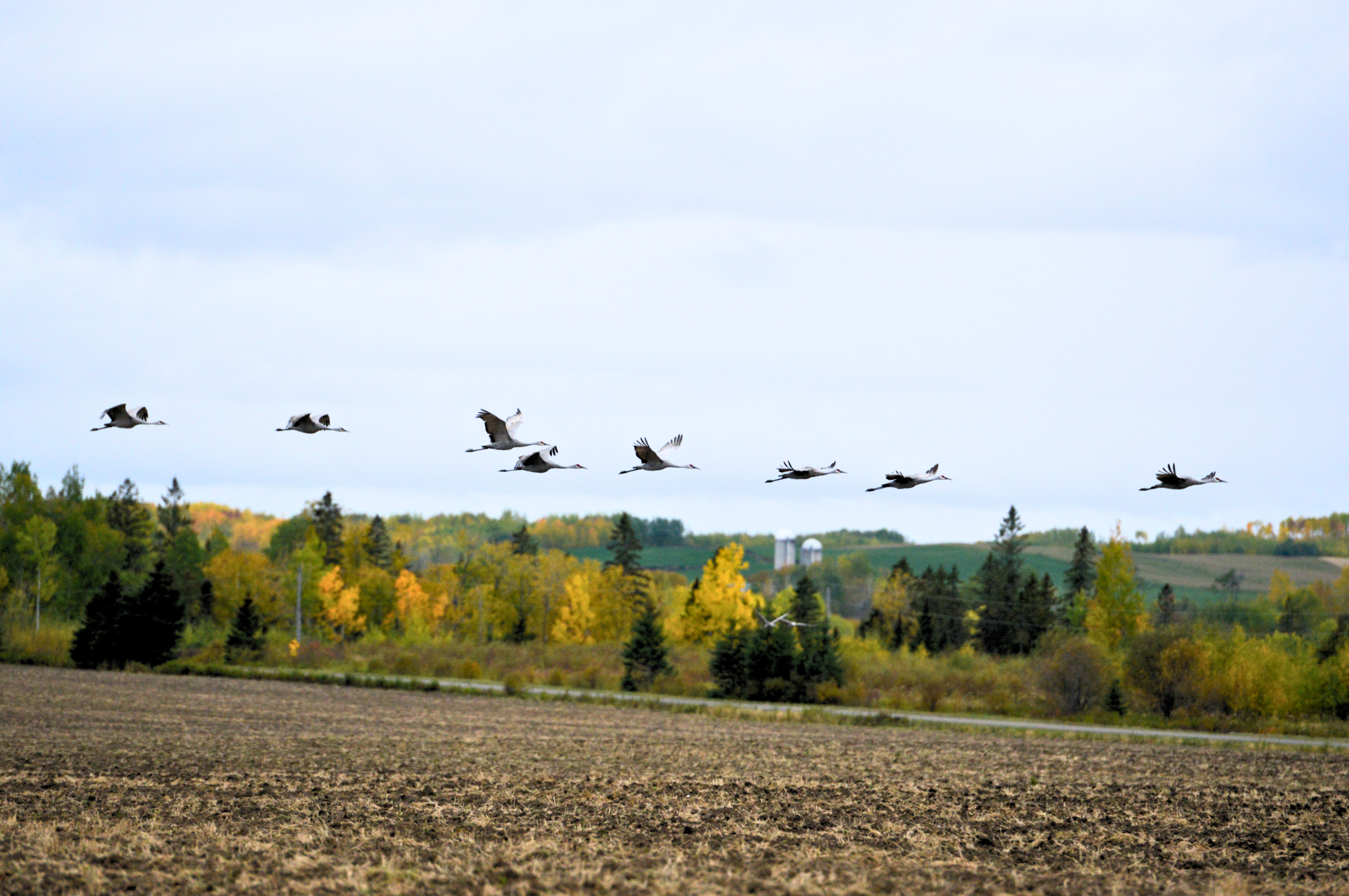 Fantastic Cranes and Where to Find Them