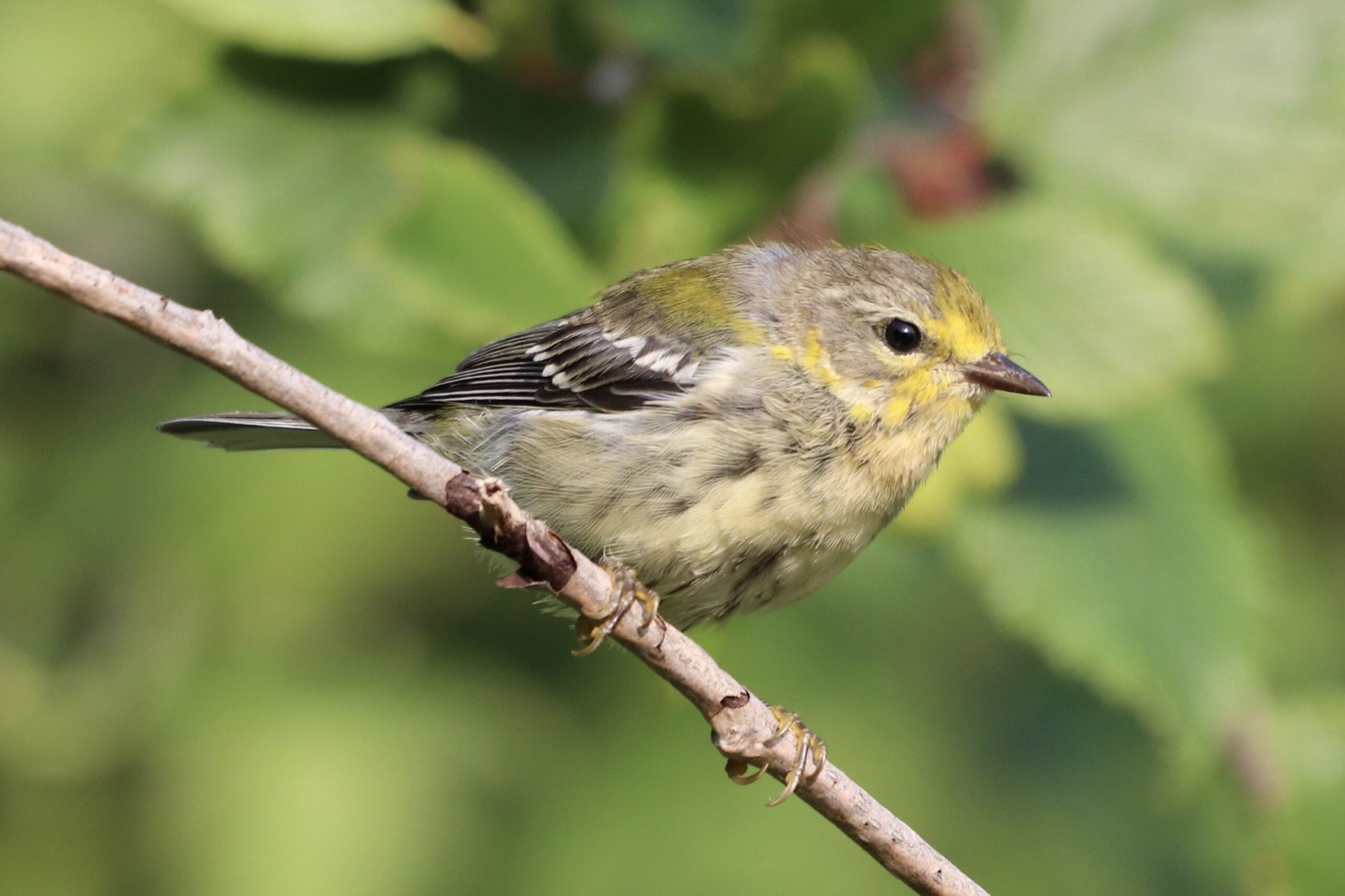 Field Trip: Early Fall Bird Migration