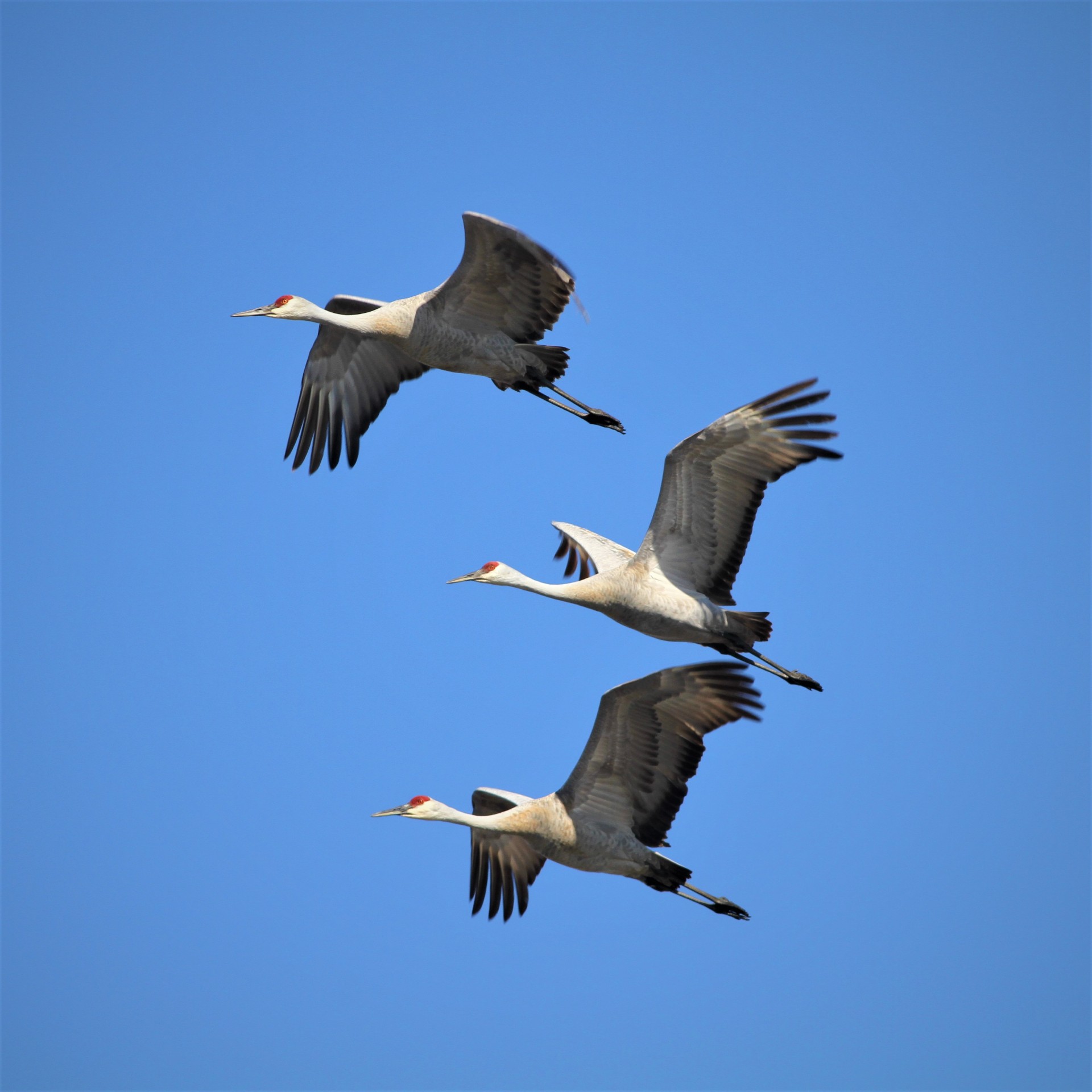 The Energetics of Bird Migration