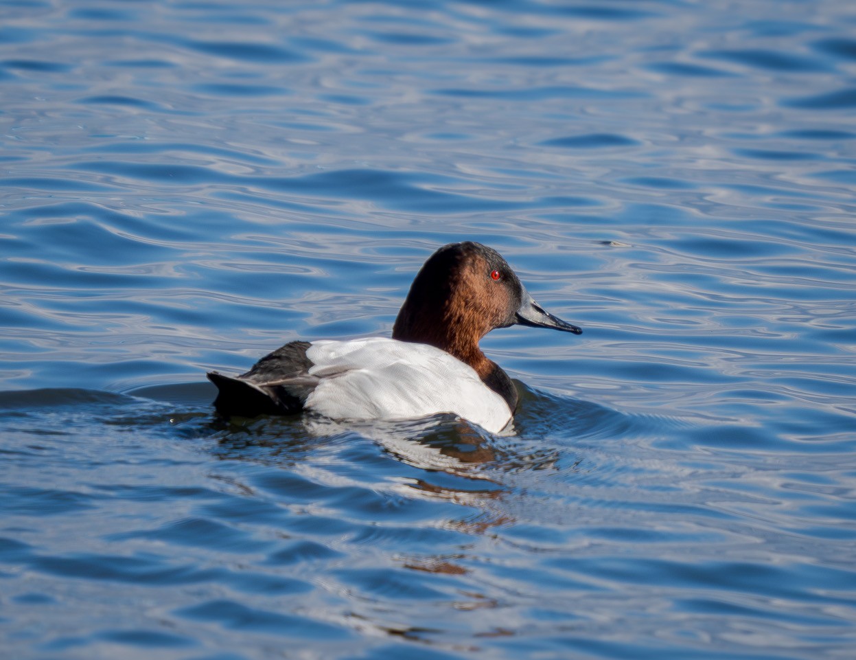 Field Trip: Duck, Duck, Goose 2026 (Waterfowl in Hamilton Day Trip)