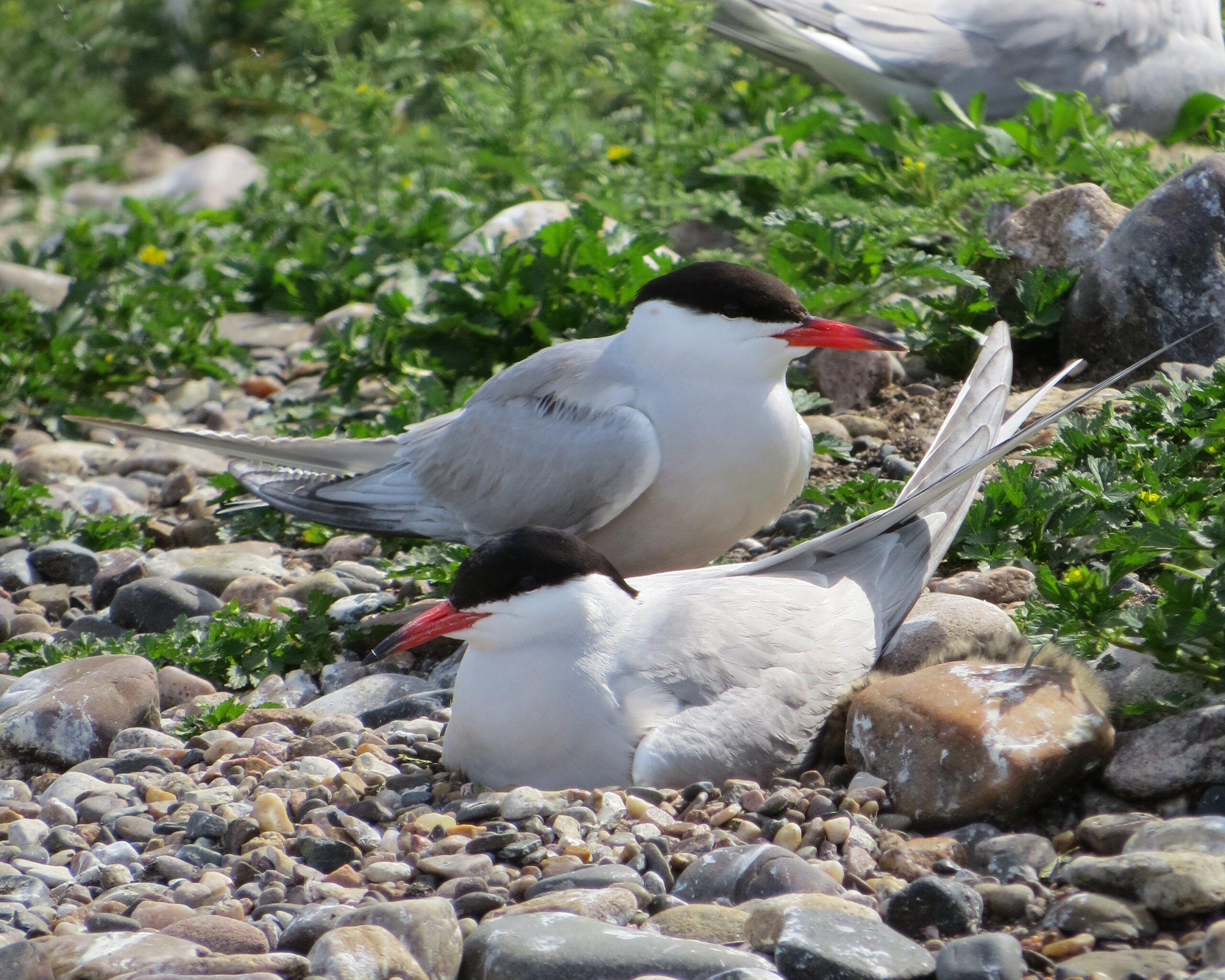 Monitoring colonial waterbirds on the Laurentian Great Lakes