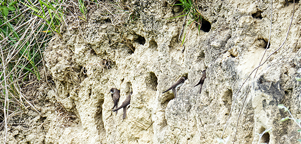 Colonial Bird Research