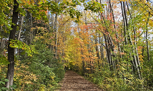 Discovery Walks: Autumn Colours 