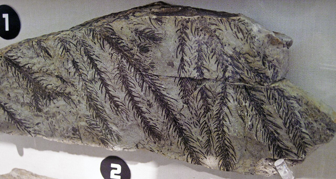 Tracing the Roots of Native Plants