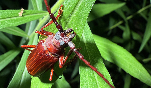 BugQuest and the Search for Canada’s Insect Biodiversity