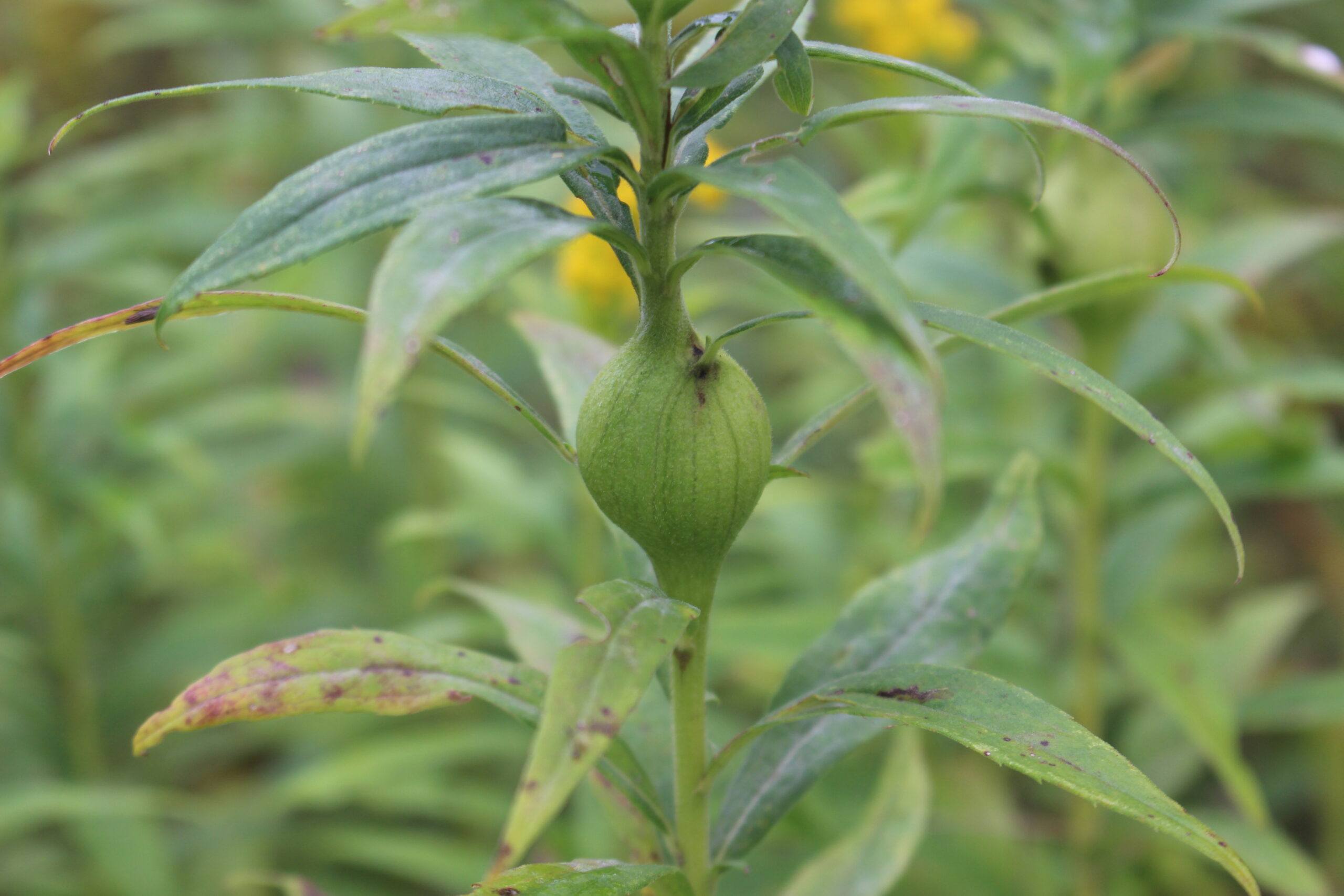 The Wonderful World of Plant Galls