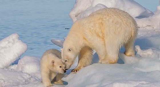 Polar Bears in a Warming Arctic: Insights from Genetics